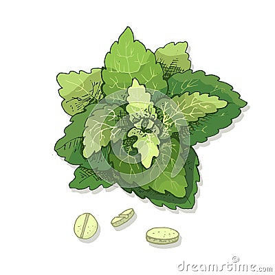 Stevia leaves and tablet. Vector color vintage hatching illustration isolated Vector Illustration