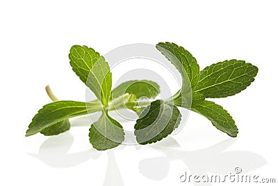 Stevia leaves on white. Stock Photo