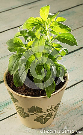 Stevia plant Stock Photo