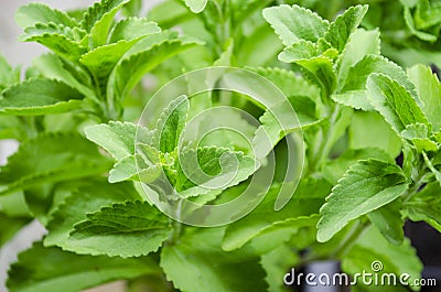 Stevia Plant Stock Photo