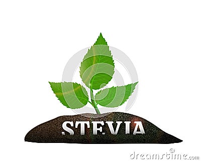 Stevia plant in the ground. Vector illustration Vector Illustration