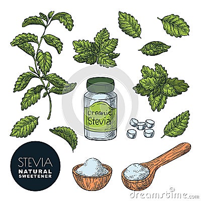 Stevia plant, leaves, powder and bottle pills. Vector sketch illustration. Natural sweetener, sugar healthy alternative Vector Illustration