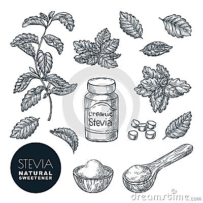Stevia plant and leaves sketch vector illustration. Natural organic sweetener, sugar healthy alternative Vector Illustration