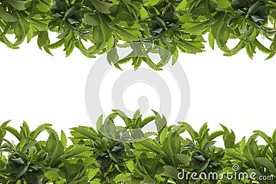 Stevia rebaudiana frame. stevia leaves isolated on white background. branches of stevia border. Vegetable sweetener Stock Photo