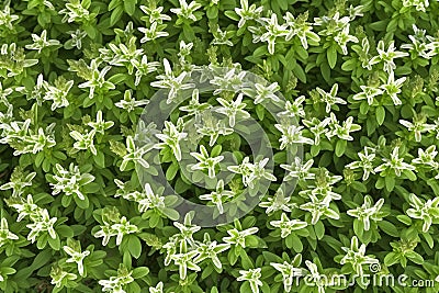 Stevia rebaudiana, sweet leaf sugar substitute isolated on field background. Neural network AI generated Stock Photo