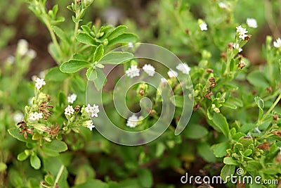 Stevia's flower blooming and leaves. Stock Photo