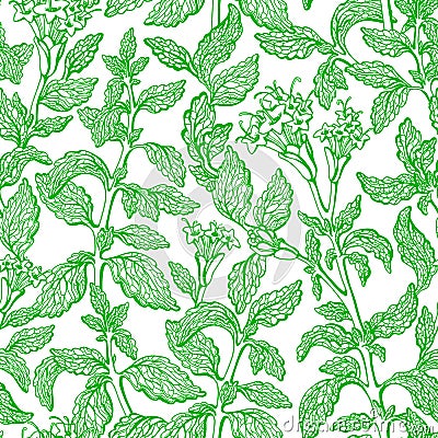 Stevia seamless pattern Vector fresh organic plant Vector Illustration