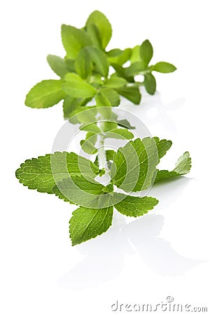 Stevia sugar leaf over white. Stock Photo