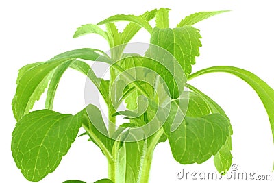 Stevia sugar substitute herb Stock Photo