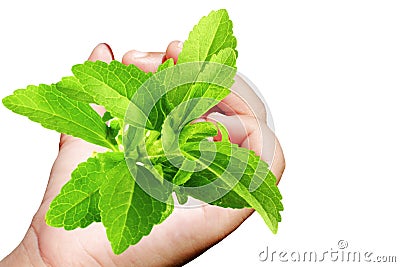 Stevia sugar substitute herb in hand Stock Photo
