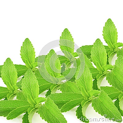 Stevia sugar substitute herbs leaves in pure white background Stock Photo