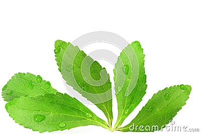 Stevia sugar substitute herbs leaves in pure white background Stock Photo