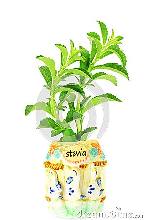 Stevia sugar substitute herbs plant in pot Stock Photo