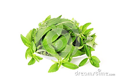 Stevia sugar substitute herbs in pure white background Stock Photo