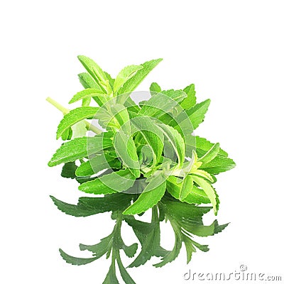 Stevia sugar substitute herbs with shadow in pure white background Stock Photo