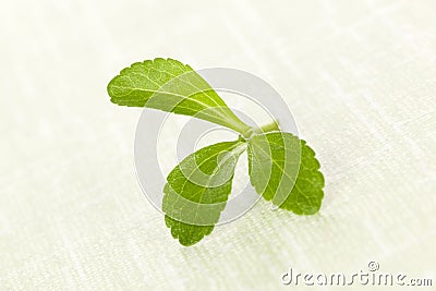 Stevia sugarl leaf. Stock Photo