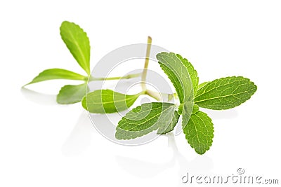 Stevia sugarleaf isolated. Stock Photo