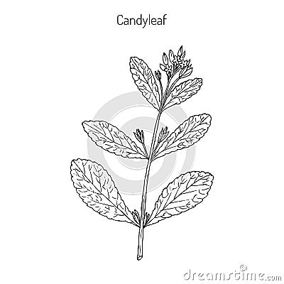 Stevia, sweetleaf plant Vector Illustration