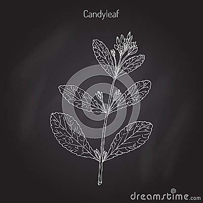 Stevia, sweetleaf plant Vector Illustration