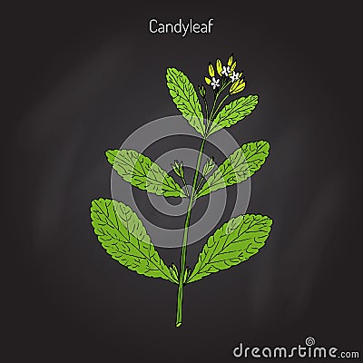 Stevia, sweetleaf plant Vector Illustration