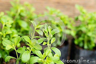 Stevia tree plant Stock Photo