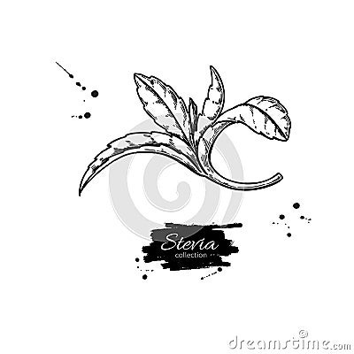 Stevia vector drawing. Herbal sketch of sweetener sugar substitute. Vintage engraved illustration of superfood. Vector Illustration