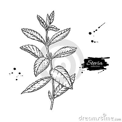 Stevia vector drawing. Herbal sketch of sweetener sugar substitute. Vintage engraved illustration of superfood. Vector Illustration