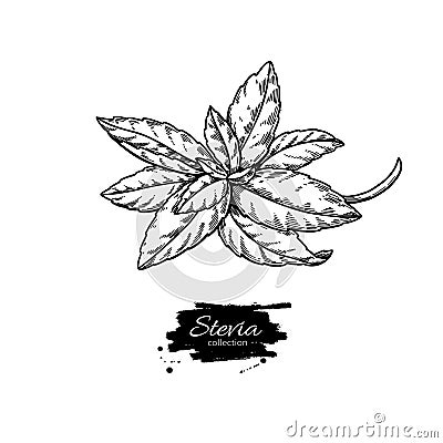 Stevia vector drawing. Herbal sketch of sweetener sugar substitute. Vintage engraved illustration of superfood. Vector Illustration