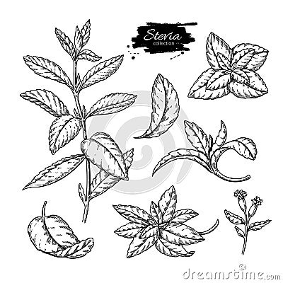 Stevia vector drawing. Herbal sketch of sweetener sugar substitute. Vintage engraved illustration of superfood. Vector Illustration