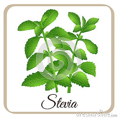 Stevia vector herbal sweet sugar sweetener plant Vector Illustration