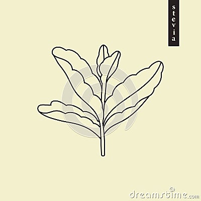 Stevia vector line or outline drawing. Herbal sweetener sugar substitute. Line logo Vector Illustration