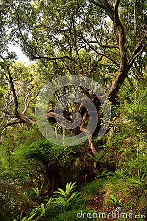 Stewart island remoteness, tree on the walkway Stock Photo