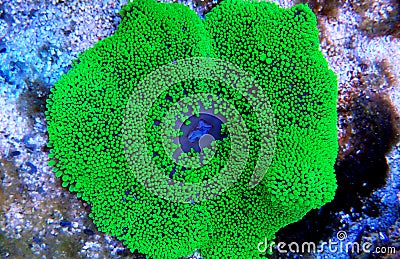 Green Carpet Anemone - Stichodactyla gigantea Stock Photo