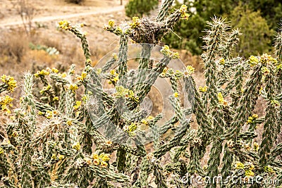Stick Cholla With Bright Yellow New Growth Stock Photo