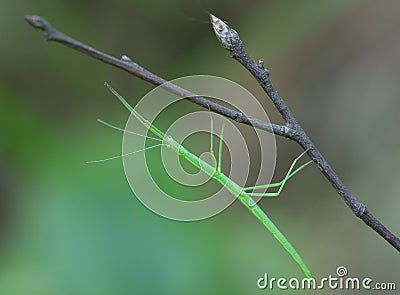 Stick insect Stock Photo