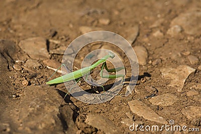 Stick insect Stock Photo