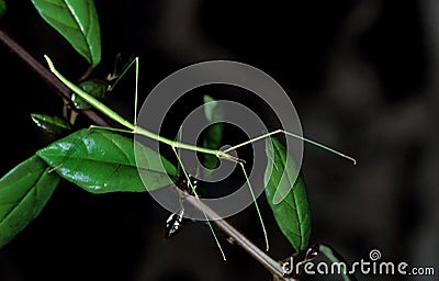Stick Insect, Adult, Kenya Stock Photo