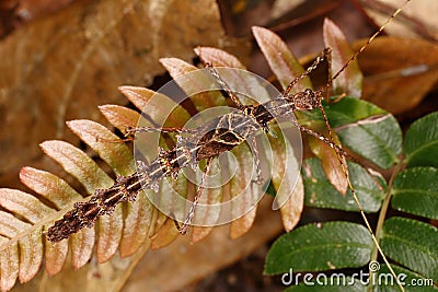 Stick insect on the bracken Stock Photo