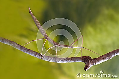 Stick insect on the branch Stock Photo