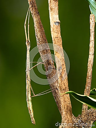 Stick insect on a branch Stock Photo