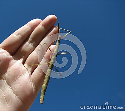 Stick insect on hand Stock Photo