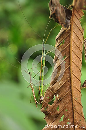 Stick insect mating on leaf Stock Photo