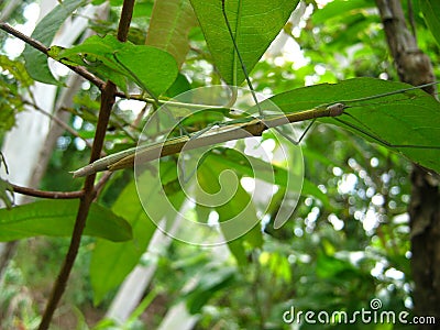 , stick insect Stock Photo