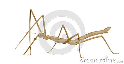 Stick insect, Phasmatodea - Medauroidea extradenta Stock Photo