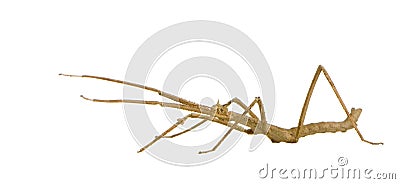 Stick insect, Phasmatodea - Medauroidea extradenta Stock Photo