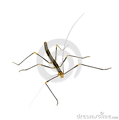 Stick insect, Phasmatodea - Oreophoetes peruana Stock Photo