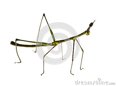 Stick insect, Phasmatodea - Oreophoetes peruana Stock Photo