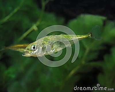 STICKLEBACK gasterosteus aculeatus Stock Photo