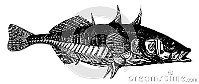 Stickleback, vintage engraving Vector Illustration