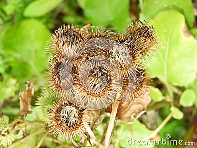 Stickleburr burdock goes to seed in fall season Stock Photo